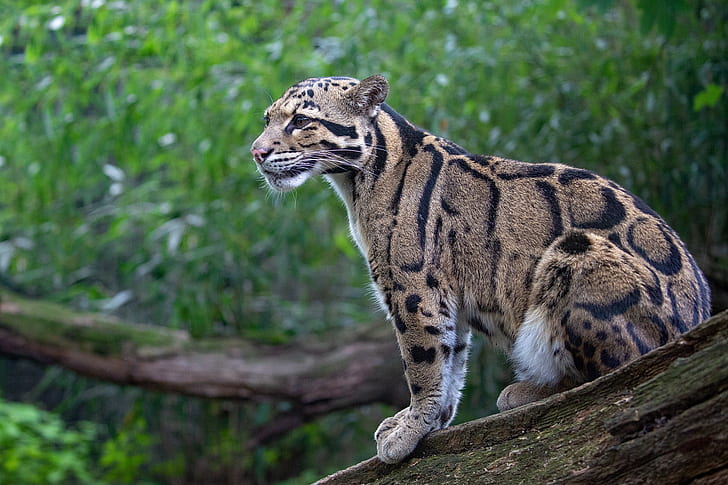Katzen, Bewölkter Leopard, Großkatze, Wildtiere, Raubtier, HD-Hintergrundbild