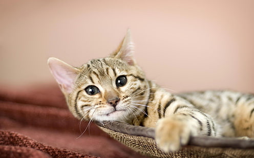 Релаксираща американска котка Бобтейл, американска котка Бобтейл, сънлива, сладка, HD тапет HD wallpaper