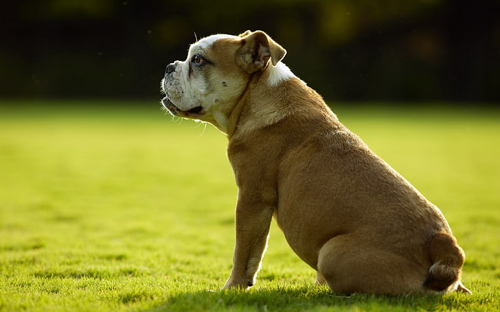 adult brown and white English bulldog, dog, bulldog, grass, sit, HD wallpaper