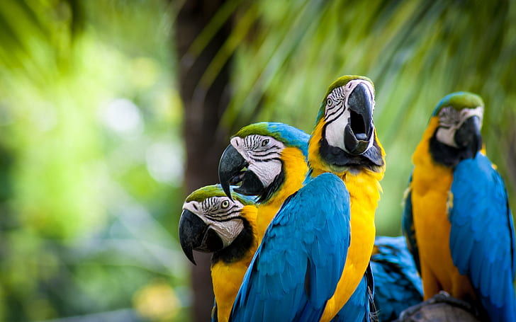 Beautiful Parrots Family, 4 blue-and-yellow ara ararauna, parrots, cool, blue parrots, HD wallpaper