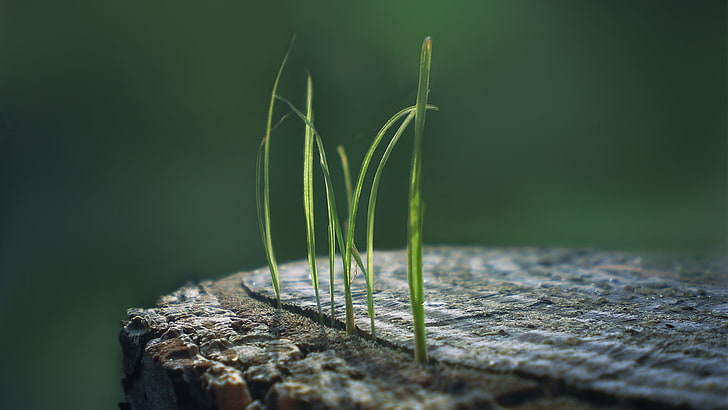 green grass, shallow focus photography of green grass, macro, grass, nature, simple background, tree trunk, HD wallpaper