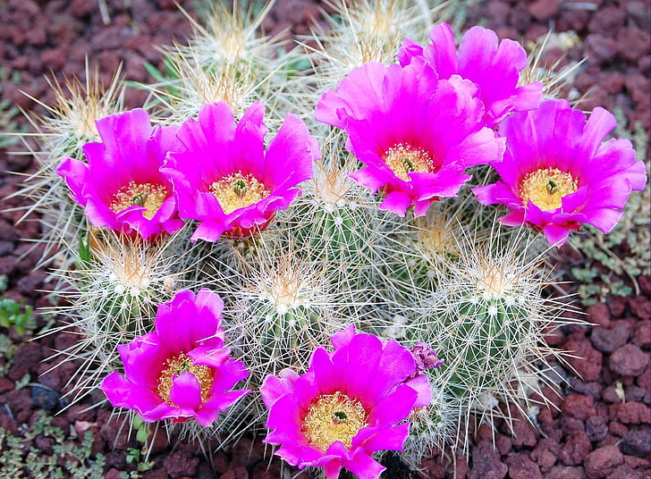 grüner Kaktus mit purpurroten Blumen, Kaktus, Blume, Blüte, Dornen, Steine, HD-Hintergrundbild