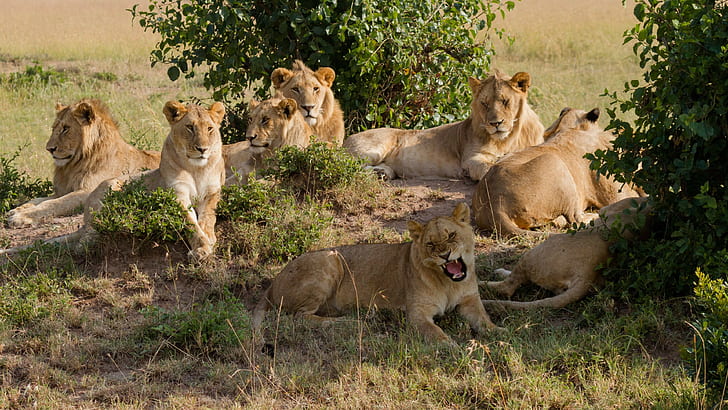 animales, naturaleza, león, Fondo de pantalla HD