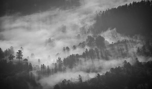 Earth, Fog, Aerial, Black & White, Forest, Nature, HD wallpaper HD wallpaper