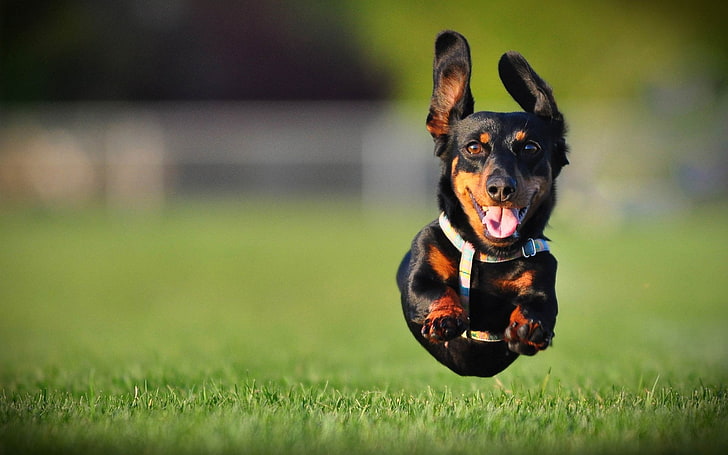 adult black and mahogany dachshund, Dogs, Dachshund, Jump, HD wallpaper