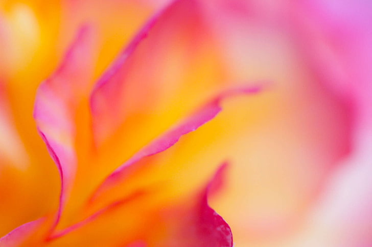 närbild fotografi av gul petaled blomma, makro, HD tapet