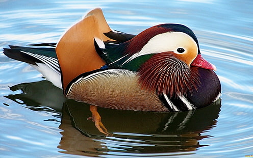 mandarin duck, duck, birds, water, HD wallpaper HD wallpaper