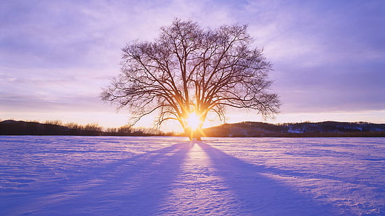 Зимний рассвет, Хоккайдо, Япония, рассвет, дерево, зима, Япония, 3d и аннотация, HD обои HD wallpaper