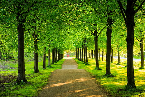 aisle of green trees, Alley, aisle, green, trees, park, nature, Canon, Braunschweig, Landscape, tree, forest, leaf, autumn, outdoors, footpath, park - Man Made Space, green Color, HD wallpaper HD wallpaper