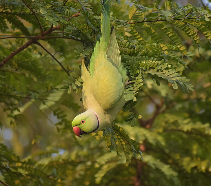 gałęzie, ptak, papuga, indyjska papuga obrączkowana, Tapety HD