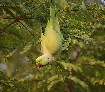 branches, bird, parrot, Indian ringed parrot, HD wallpaper HD wallpaper
