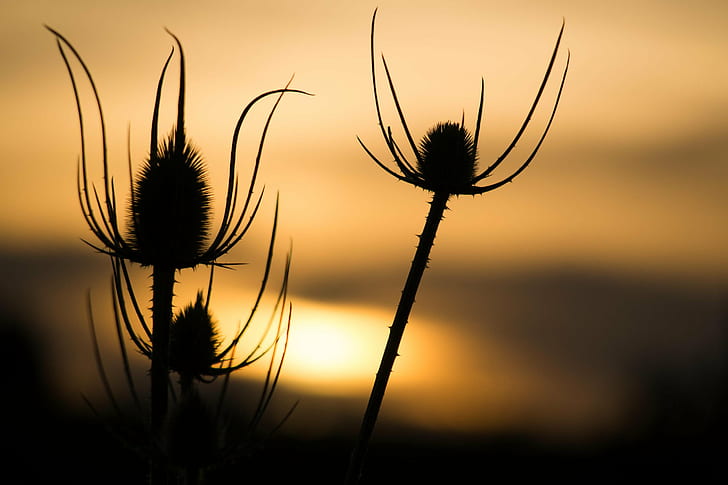 silhouette of three  dandelion  buds during sunset, Coucher de soleil, silhouette, dandelion, buds, sunset, NIKKOR, nature, plant, summer, HD wallpaper