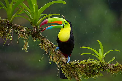 Toucan à bec de quille, toucan vert jaune et noir, toucan à bec de quille, jungle, branche, pluie, Amazing Animals, hd, s, Fond d'écran HD HD wallpaper