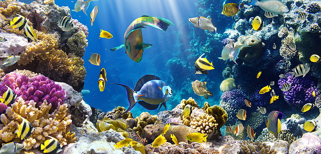 poisson, océan, mer, vie marine, tropical, sous l'eau, Fond d'écran HD HD wallpaper