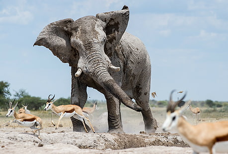 Johan Barnard, 500px, ธรรมชาติ, ช้าง, สัตว์, วอลล์เปเปอร์ HD HD wallpaper