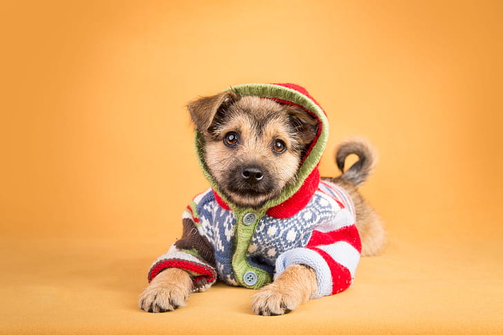 look, orange, background, clothing, dog, baby, costume, hood, outfit, puppy, lies, jacket, face, sweater, ponytail, knitted, knitted jacket with hood, HD wallpaper