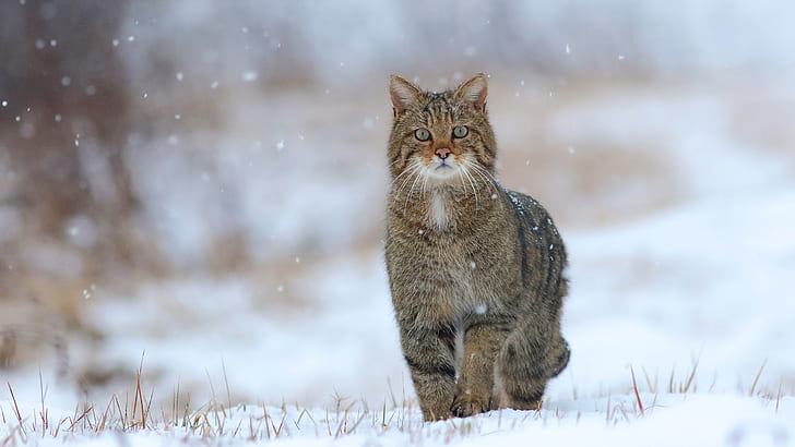 winter, cat, snow, cats, nature, wild, forest, wildcat, European wild cat, HD wallpaper