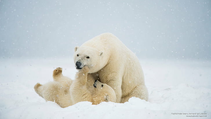 Playful Polar Bears, Bernard Spit, Alaska, Animals, HD wallpaper