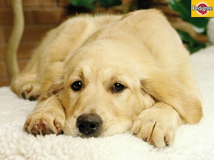 berpikir anak anjing golden retriever HD, golden retriever, hewan, anjing, anjing, berpikir, golden retriever, Wallpaper HD