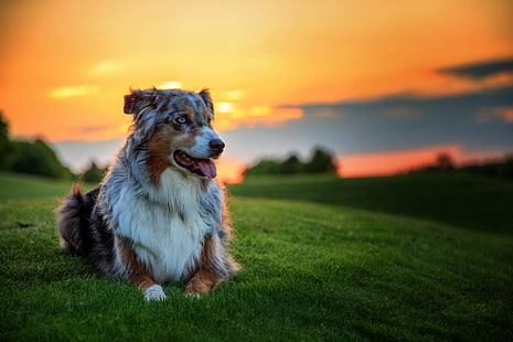 adult tricolor Australian shepherd, australian shepherd dog, aussie, dog, grass, sunset, HD wallpaper HD wallpaper
