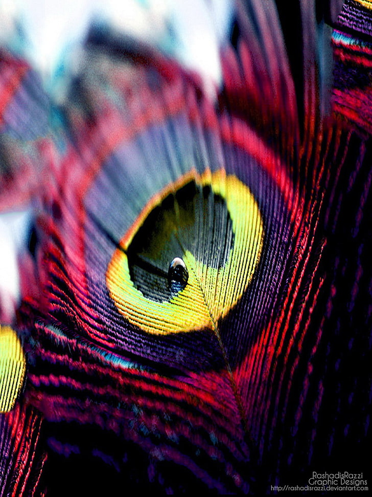 multicolored feather print textile, feathers, HD wallpaper