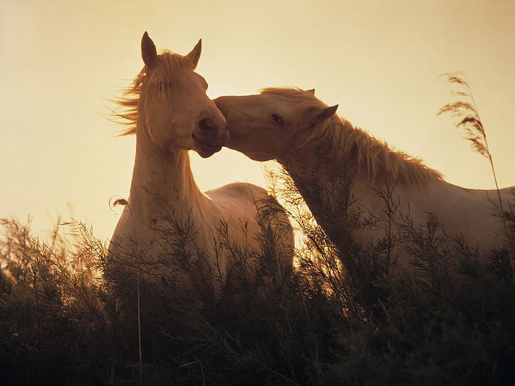 Hästar kysser, kyssar, hästar, djur, HD tapet