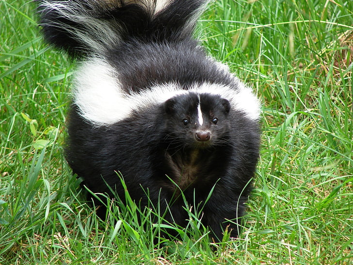 black and white skunk, skunk, grass, thick, walk, HD wallpaper