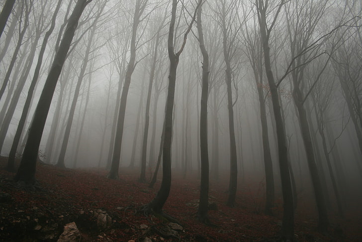 bosque, niebla, Fondo de pantalla HD
