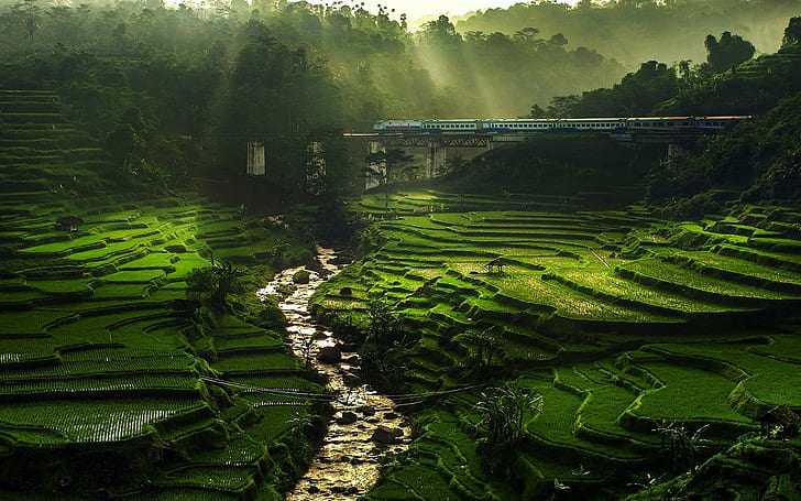 green, nature, train, terraces, landscape, water, sun rays, river, bridge, mist, rice paddy, trees, field, HD wallpaper