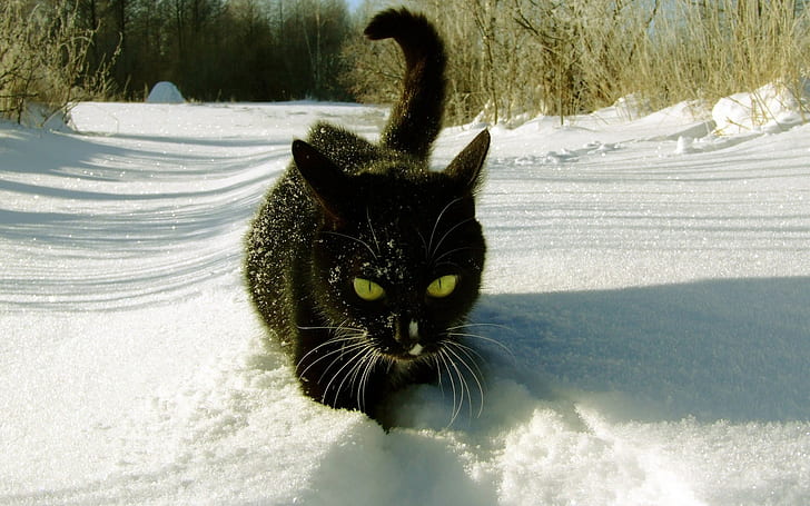 кот, снег, желтые глаза, на улице, зима, HD обои