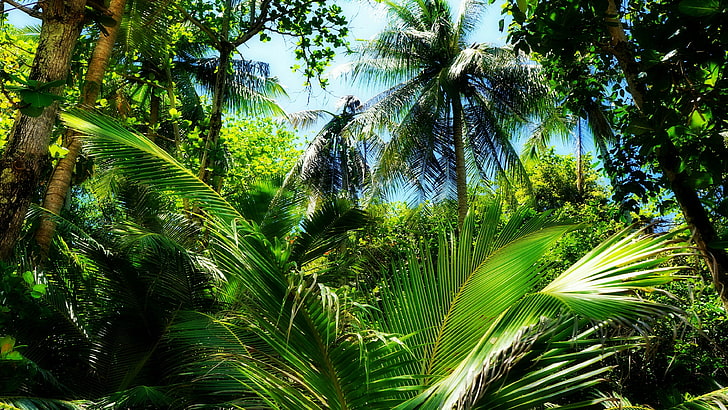 vegetación, bosque tropical, hojas verdes, bosque verde, bosque, árbol, arecales, palmeras, trópicos, palmeras, bosques de coníferas tropicales y subtropicales, hoja de palma, planta, Fondo de pantalla HD