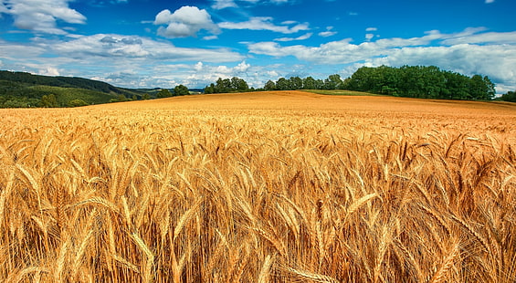 Златно пшенично поле, пшенично поле, природа, пейзаж, HD тапет HD wallpaper