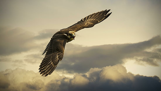 wild, wild animal, bird, eagle, fly, air, sky, HD wallpaper HD wallpaper
