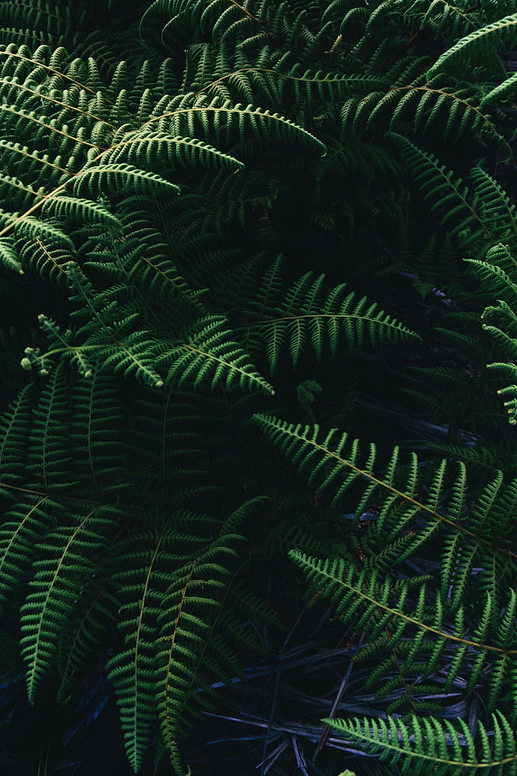 plantas de hojas verdes, helecho avestruz, helecho, hojas, planta, Fondo de pantalla HD, fondo de pantalla de teléfono