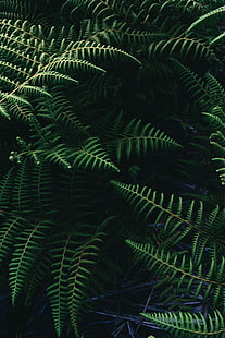 النباتات ذات الأوراق الخضراء ، سرخس النعام ، السرخس ، الأوراق ، النبات، خلفية HD HD wallpaper