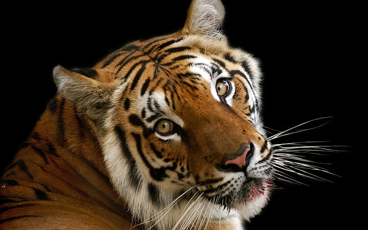 tigre, tigre, cara, gato grande, sombra, Fondo de pantalla HD
