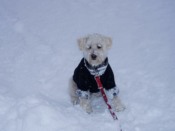Snow Schnoodle, snow, schnoodle, animals, HD wallpaper