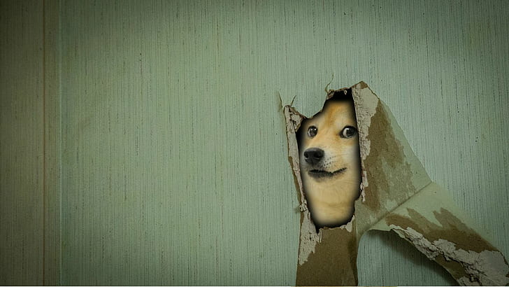 Doge, Meme, Wallpaper HD