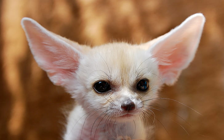Nase der Ohren des weißen Fuchses, Weiß, Fuchs, Ohren, Nase, HD-Hintergrundbild