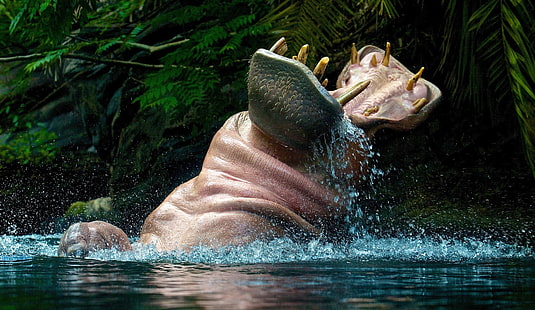 animales, hipopótamos, naturaleza, agua, Fondo de pantalla HD HD wallpaper