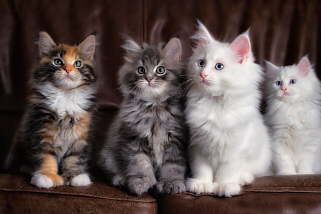 dört çeşitli renk yavru kedi, yavru kedi, kedi, kabarık, renkli, sevimli, HD masaüstü duvar kağıdı HD wallpaper