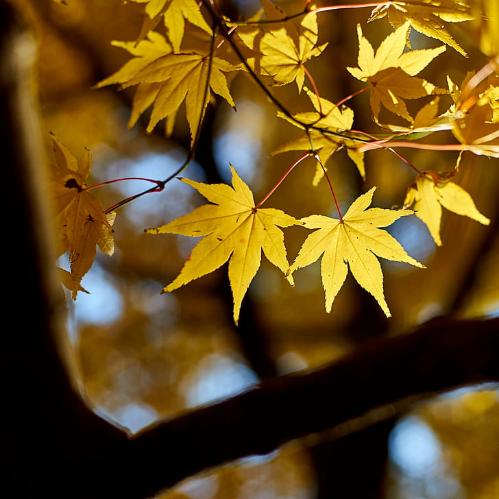 selective focus photography of yellow maple leaves, Mellow Yellow, selective focus, photography, maple leaves, None, leaf, autumn, nature, tree, forest, season, branch, yellow, outdoors, woodland, sunlight, lush Foliage, vibrant Color, plant, HD wallpaper