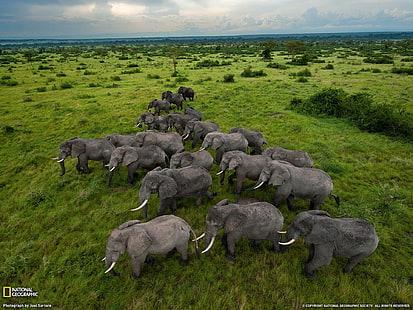 Слоны Уганда - National Geographic Best Wallpape .., серый слон, HD обои HD wallpaper
