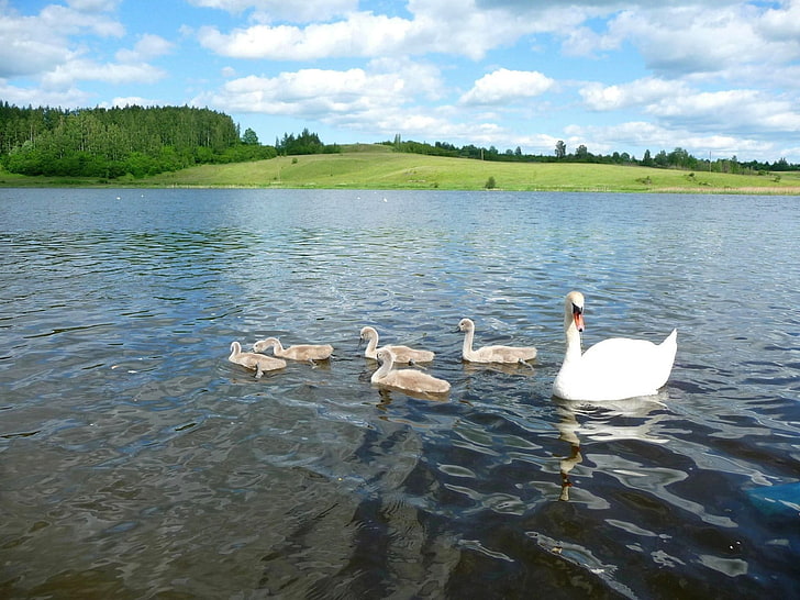 white duck, swan, river, summer, bird, HD wallpaper