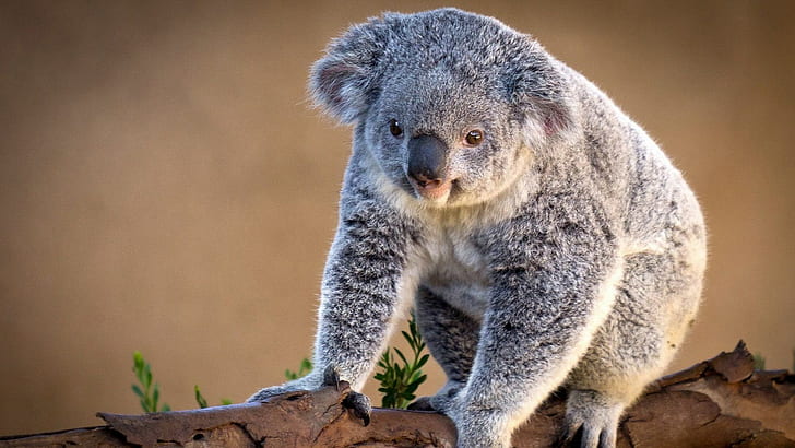 koala, HD masaüstü duvar kağıdı