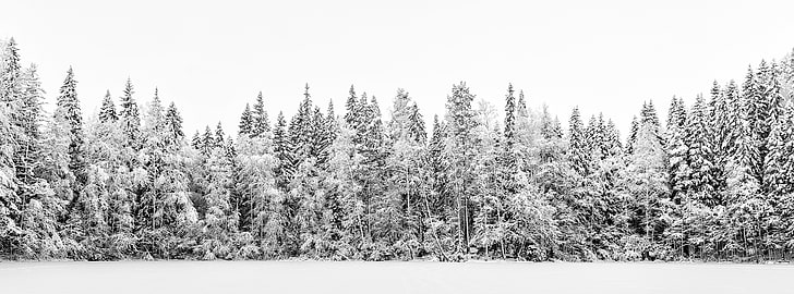 Forest Wall HD Wallpaper, pine trees, Seasons, Winter, Style, Landscape, White, Black, Trees, Forest, Calm, Cold, Finland, Snow, Snowy, Tranquility, Zoom, panorama, dslr, blackandwhite, d800, nikkor, 2470mm, location, kuopio, kuopion, northernsavonia, pohjoissavo, suomi, 2470mmf28, kolmisoppi, latvustie, snowytrees, vuorilampi, HD wallpaper