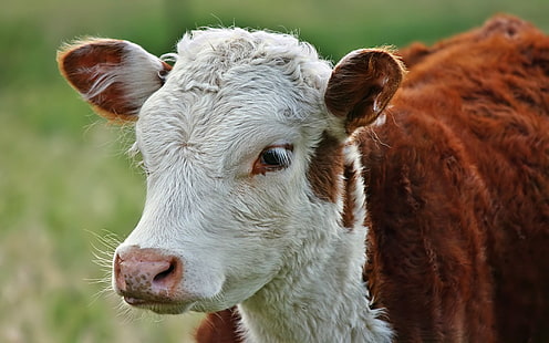 สัตว์ธรรมชาติหญ้าวัวสัตว์เลี้ยงลูกด้วยนม, วอลล์เปเปอร์ HD HD wallpaper