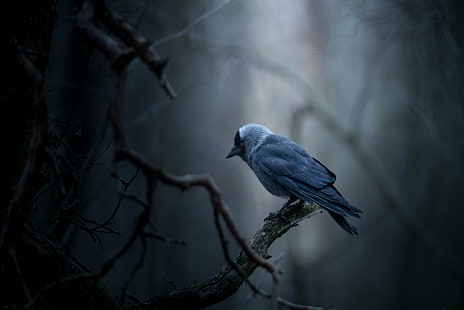 tilt linsfotografering av blå fågel på trä gren, jackdaw, jackdaw, Jackdaw, tilt, lins, fotografi, blå fågel, trä, gren, nikon, kotka, finland, mörk skog, skog fågel, fågel, natur, djur, djurliv, HD tapet HD wallpaper