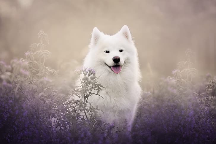 language, look, face, flowers, nature, background, thickets, stems, portrait, dog, plants, puppy, white, lilac, Samoyed, HD wallpaper