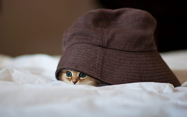 قطة في قبعة ، قبعة بنية وقط ، مضحك ، قطة ، قبعة ، بني، خلفية HD